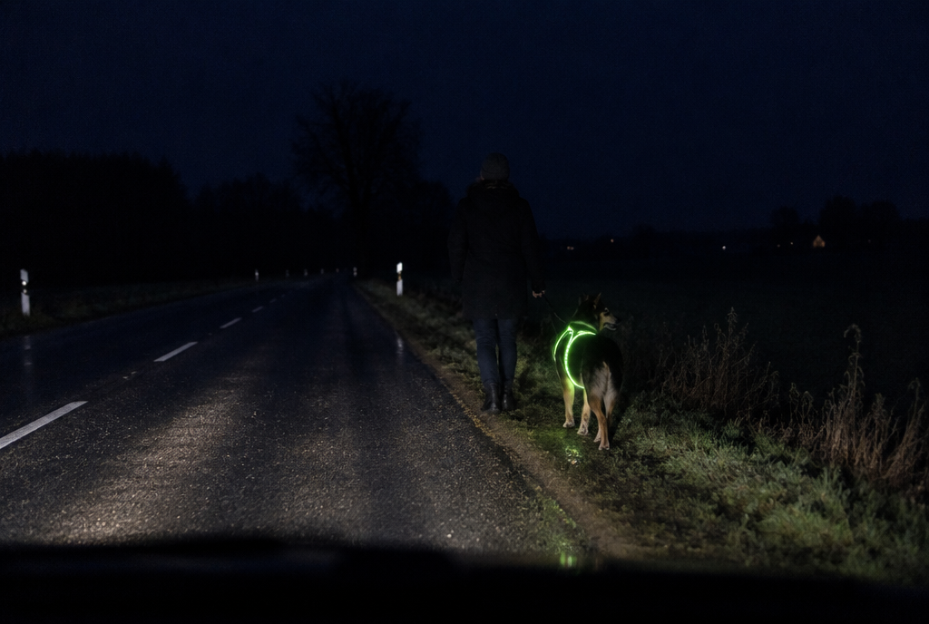 Hund mit leuchtendem Geschirr auf dunklem Feldweg aus Autoperspektive